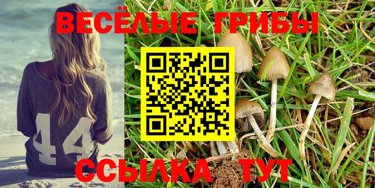 Псилоцибиновые грибы Psilocybine cubensis Джанкой